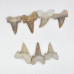 Shark tooth 3-4cm