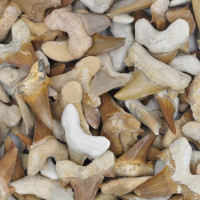 Shark tooth 4-5cm