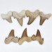 Shark tooth 4-5cm