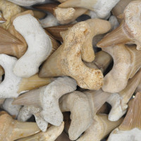 Shark tooth 5-6cm