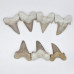 Shark tooth 5-6cm