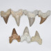 Shark tooth 7cm