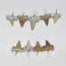 Shark tooth pendant 2cm