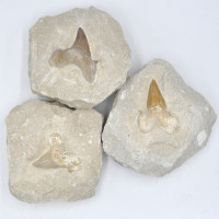 Shark tooth in matrix 10cm