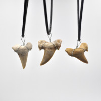 Shark tooth pendant 4cm