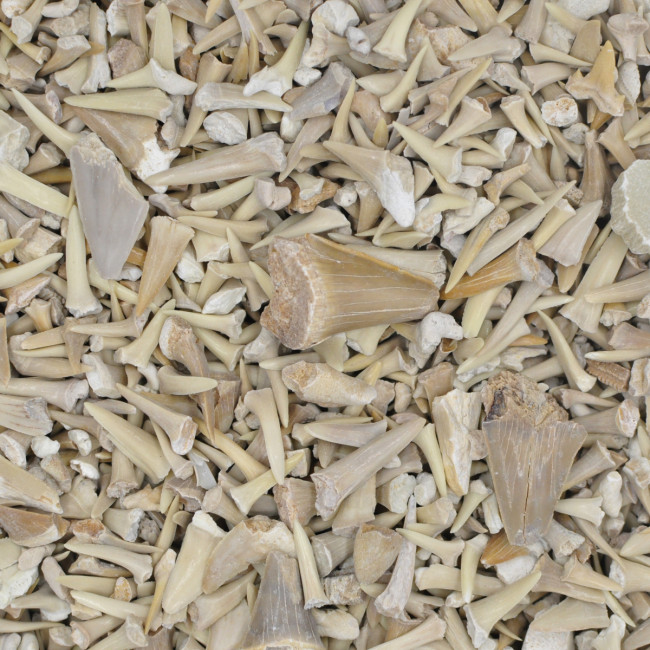 Shark tooth unsorted 1KG