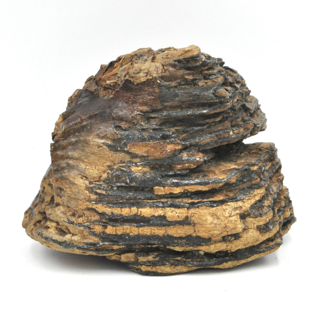 Wooly Mammoth tooth (1)