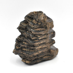 Wooly Mammoth tooth (3)