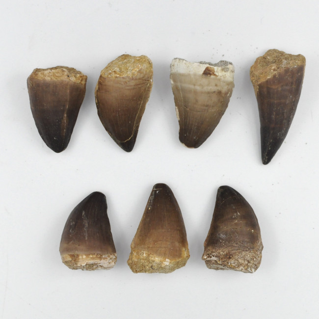 Mosasaurus tooth 5cm