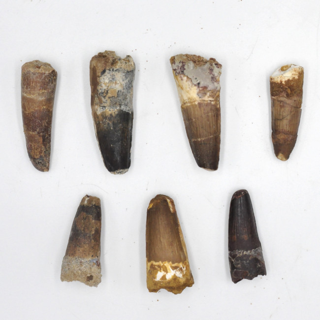 Spinosaurus tooth