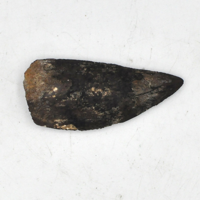 Spinosaurus tooth (2)