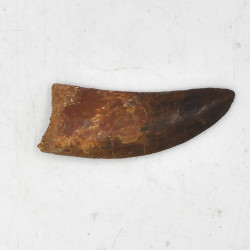 Spinosaurus tooth (4)