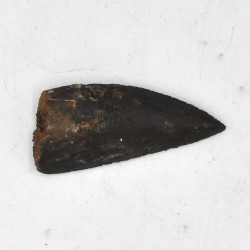 Spinosaurus tooth (5)