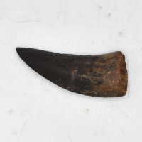 Spinosaurus tooth (7)