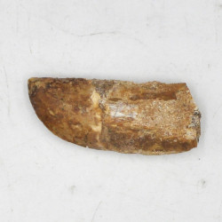 Spinosaurus tooth (8)