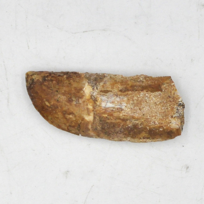 Spinosaurus tooth (8)