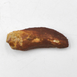 Spinosaurus tooth (8)