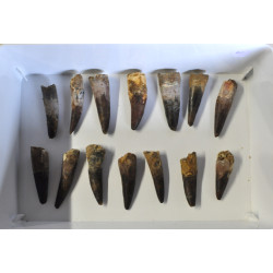 Spinosaurus tooth 1PC