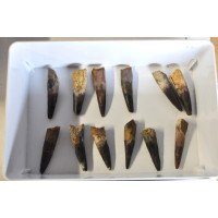 Spinosaurus tooth 1PC