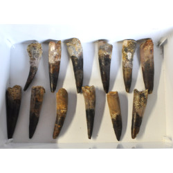 Spinosaurus tooth 1PC