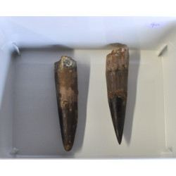 Spinosaurus tooth 1PC