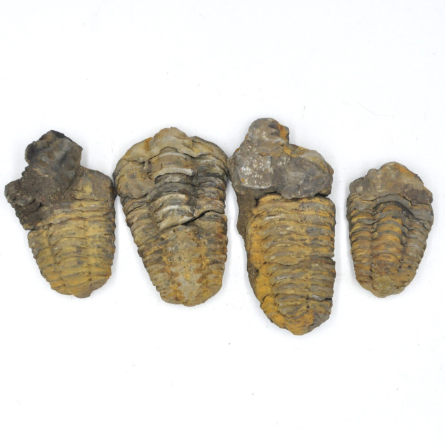 Trilobite 4-5cm