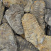 Trilobite 4-5cm