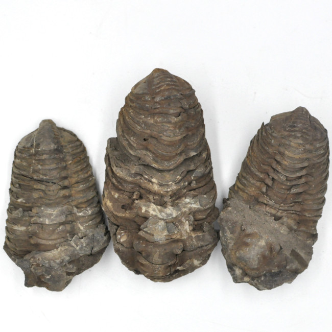 Trilobite 6-8cm