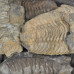 Trilobite 6-8cm