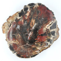 Slices of petrified wood (L) 1KG