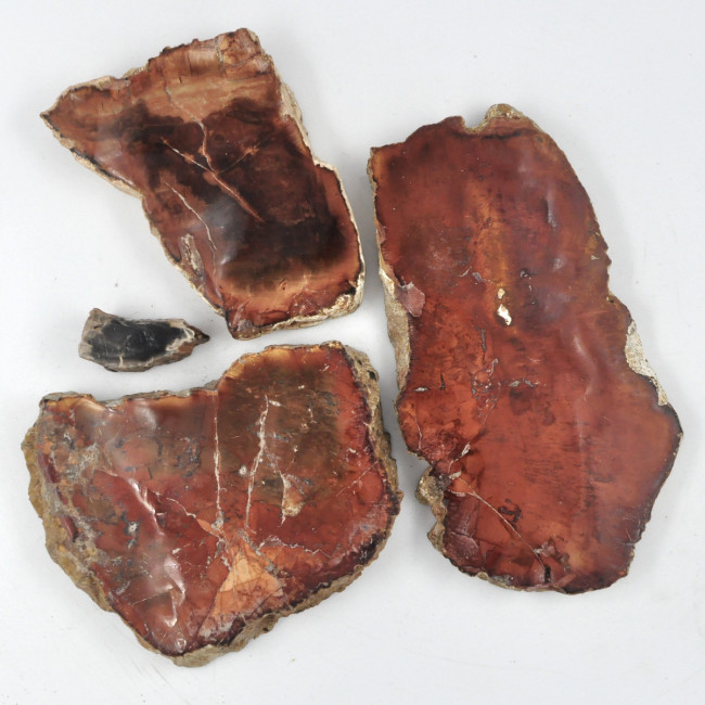 Slices of petrified wood (M) 1KG