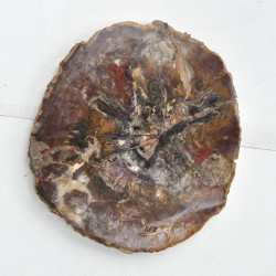 Petrified wood slice XL (3) 1PC