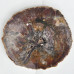 Petrified wood slice XL (3) 1PC